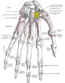 Trapezoid shown in yellow. Left hand. Palmar surface.