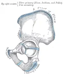 Plan of ossification of the hip bone.