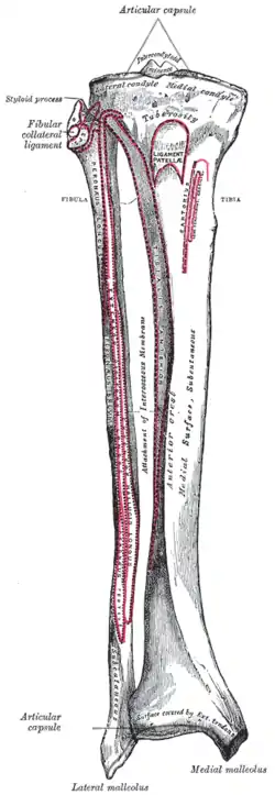 Bones of the right leg, anterior surface.