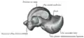 Left talus, medial surface