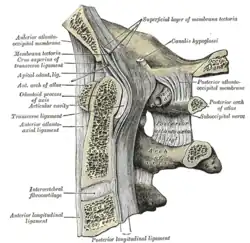 Median sagittal section through the occipital bone and first three cervical vertebra