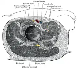 Structures surrounding right hip-joint