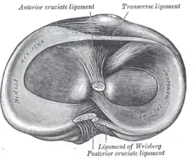 Head of right tibia seen from above, showing menisci and attachments of ligaments