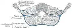 Cross-section of the posterior abdominal wall, showing on the right the relationship of the quadratus lumborum muscle to the psoas major and sacrospinalis muscles.