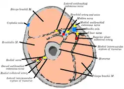 Horizontal section at the middle of upper arm.