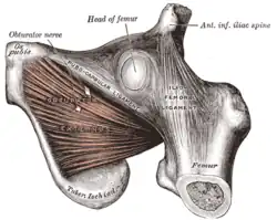 The obturator externus