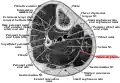 Cross-section through middle of leg. Tendon of plantaris is located between soleus and gastrocnemius.