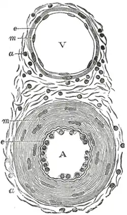 Transverse section through a small artery and vein of the mucous membrane of the epiglottis of a child. (Tunica adventitia is at 'a')