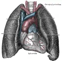 Front view of heart and lungs.