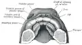 The roof of the mouth of a human embryo, aged about two and a half months, showing the mode of formation of the palate.