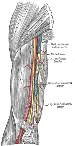 The brachial artery.