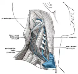 The vertebral vein.