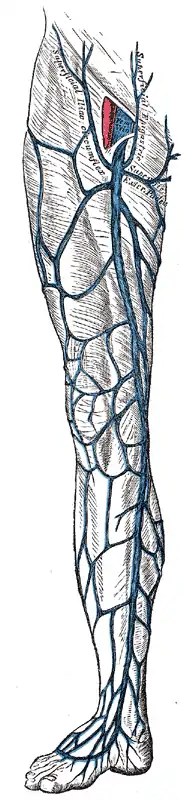 The great saphenous vein and its tributaries