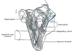 The lymphatics of the face.