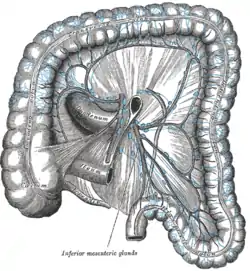 Lymphatics of colon.