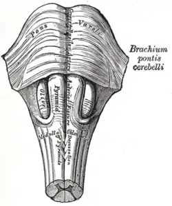 The medulla, showing the olivary bodies lying adjacent to the pyramids.