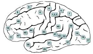 Lateral surface. (The frontal pole is approximately at 10, the occipital pole is approximately at 17, and the temporal pole is approximately at 38.)