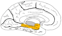 Medial surface of left cerebral hemisphere. Parahippocampal gyrus shown in orange.