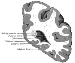 Coronal section through posterior cornua of lateral ventricle. (Collateral fissure labeled at bottom center.)