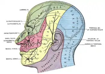 Cervical plexus shown in purple