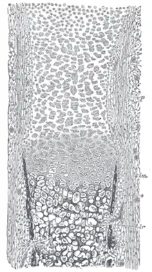 Section of fetal bone of cat. ir. Irruption of the subperiosteal tissue. p. Fibrous layer of the periosteum. o. Layer of osteoblasts. im. Subperiosteal bony deposit. (From Quain’s “Anatomy,” E. A. Schäfer.)