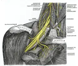 The right brachial plexus with its short branches, viewed from in front