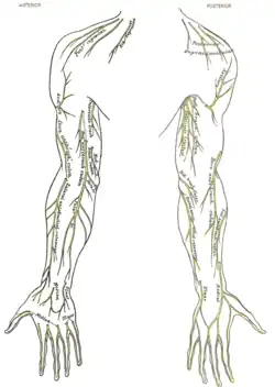 Cutaneous nerves of right upper extremity