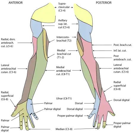 Diagram of segmental distribution of the cutaneous nerves of the right upper extremity