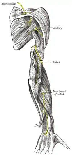 The suprascapular, axillary, and radial nerves