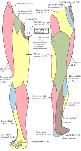 Cutaneous nerves of the right lower extremity, anterior and posterior views.