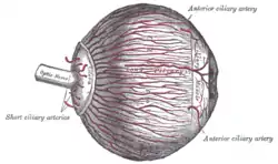 The arteries of the choroid and iris. The greater part of the sclera has been removed.