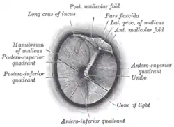 Right eardrum as seen through a speculum