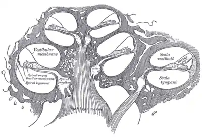 Diagrammatic longitudinal section of the cochlea