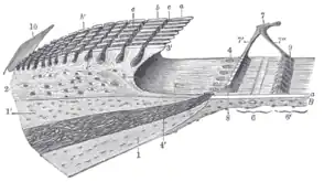 Limbus laminæ spiralis and membrana basilaris