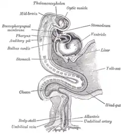 Human embryo about fifteen days old.