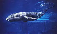 In "slip-and-slide" orgies, groups of male grey whales, roll in the ocean rubbing their bellies against each other so that their genitals are touching.