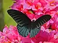 Great Mormon(Papilio memnon)