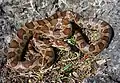 Great Plains ratsnake (Pantherophis emoryi), Missouri