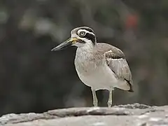 Roosting bird