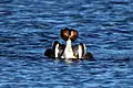 Male displaying during mating ritual, Otmoor, Oxfordshire