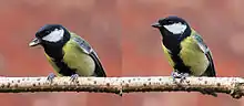  Male great tit on branch with sunflower seed