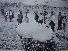 Photo of large shark on shore surrounded by people