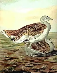 Great bustard