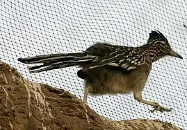 Greater roadrunner