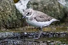 Greater sand plover