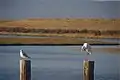 Greater egret and gull on pilings