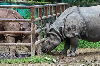 Greater one-horned rhinos