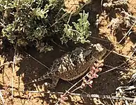 Greater short-horned lizard (P. douglassi brevirostre), Sweetwater County, Wyoming, USA (15 June 2016).