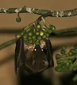 Feeding on kapok at night in  Kolkata