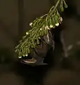 Feeding on kapok (Ceiba pentandra) at night in  Kolkata, West Bengal, India